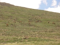 Elk Herd in Rocky Mountain
